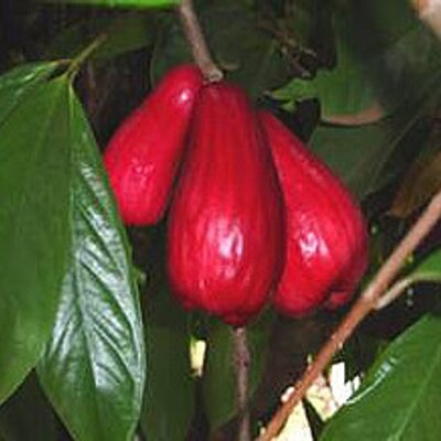 La top puma rosa