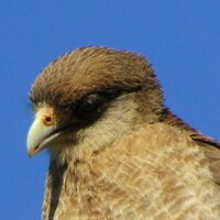 Alejandro Karelovic (@karelovic) 's Twitter Profile