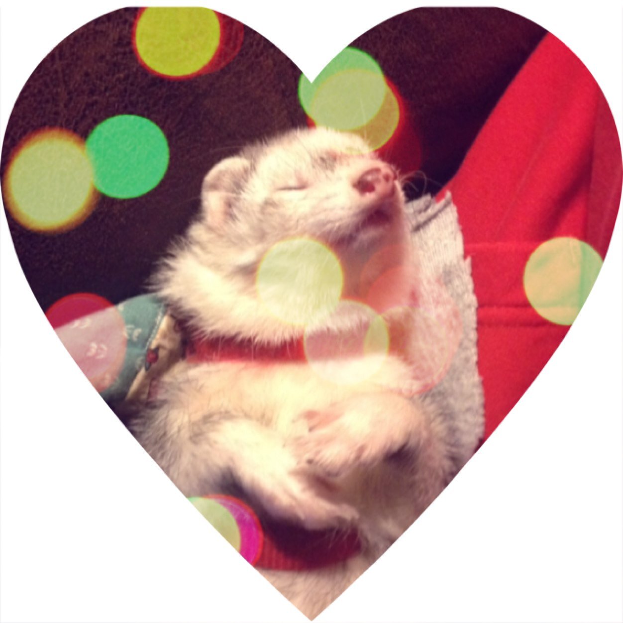 Kappydaferret's profile picture. I love master.