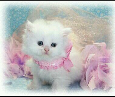 ‏من تحلى بالثقه .♡ قالوا غرور ومن تواضع للعرب ♡ قالوا خفيف !