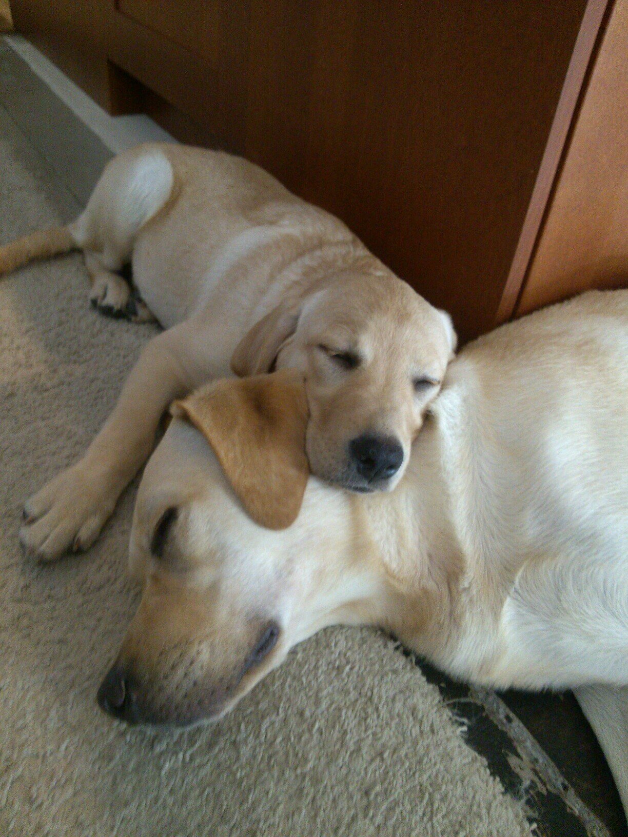 Fur mom life🐶 Trump 2024 🇺🇸