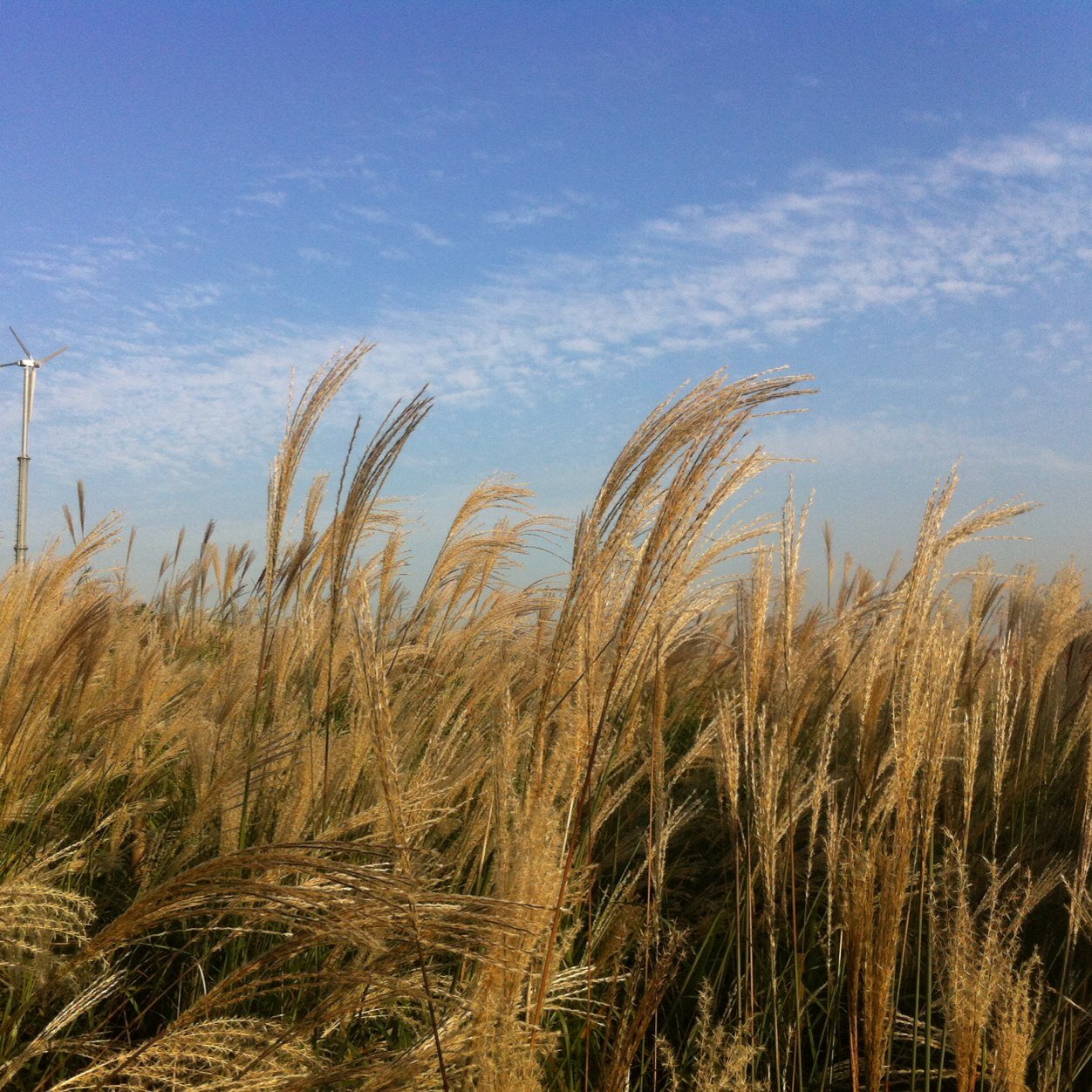 lightspirits's profile picture. 돌담을 더듬어 눈물 짓다 쳐다보면 하늘은 부끄럽게 푸릅니다 - 윤동주