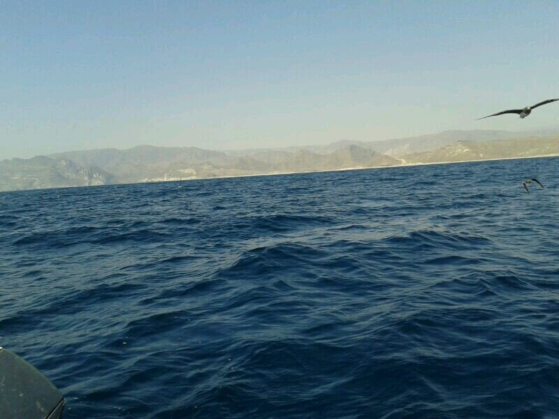 محب للبحار