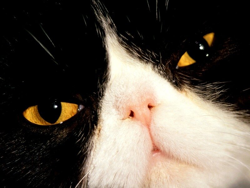 mr_birder's profile picture. Играю в RADEGAST, воспитываю кота.