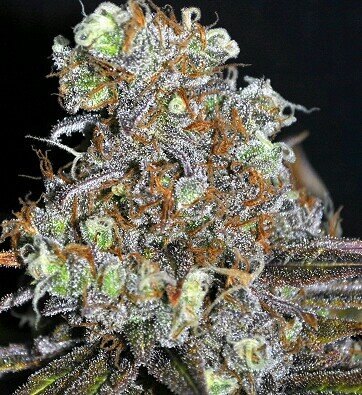 Our intended goal is to inform the public on Recreational and Medical cannabis in the most infomative way, to help lower the stress related illnesses each year.