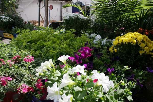 al_dowehy's profile picture. مؤسسه تركى الضويحى للمشاتل بالرياض .      
عاشق للتحدى واعشق الورود والزهور الجميله