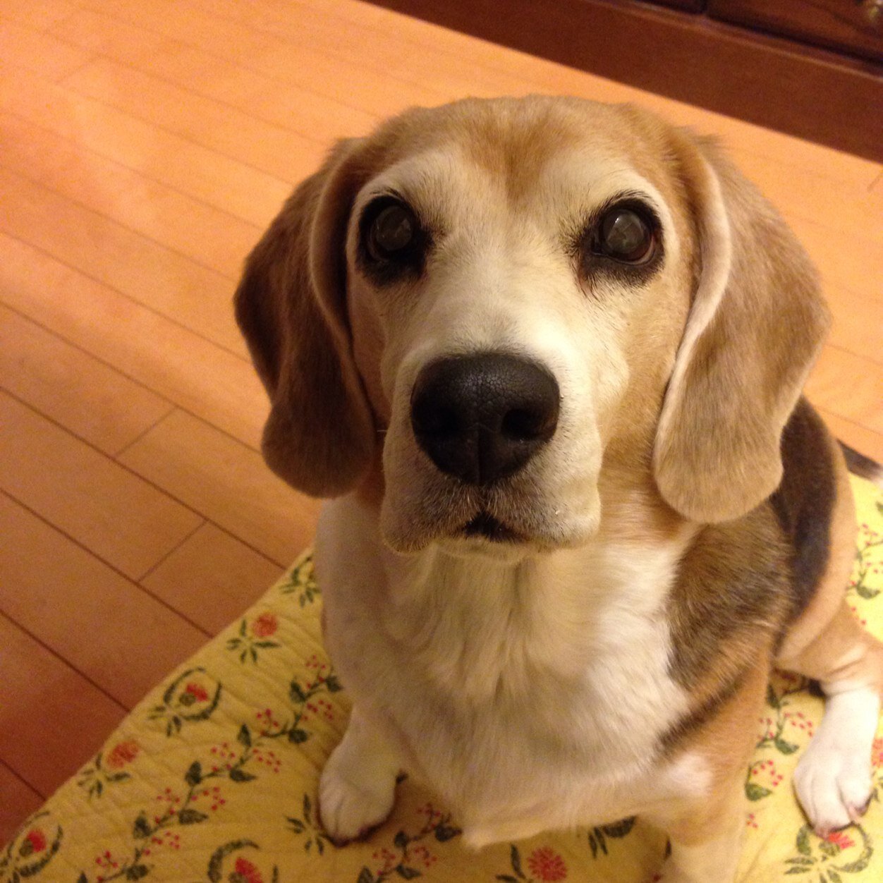 Hare 可愛い寝顔がよく見えない Beagle ビーグル ビーグル犬 犬 イヌ わんこ Instabeagle Instadog Dogstagram Dog Lovebeagle Beagleclub Beaglelove Ilovemydog Nodognolife 犬バカ部 犬のいる暮らし 犬かわいい 犬可愛い 犬スタグラム イヌスタグラム Hare 可愛い寝顔がよく見えない Beagle ビーグル ビーグル犬 犬 イヌ わんこ Instabeagle Instadog Dogstagram Dog Lovebeagle Beagleclub Beaglelove Ilovemydog Nodognolife 犬バカ部 犬のいる暮らし 犬かわいい 犬可愛い 犬スタグラム イヌスタグラム