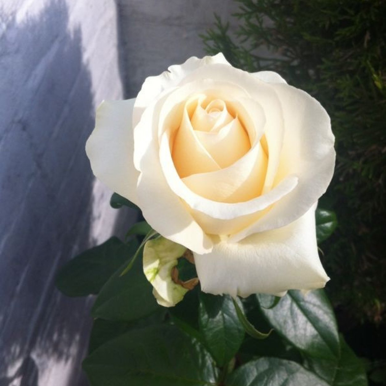British Master Florist
