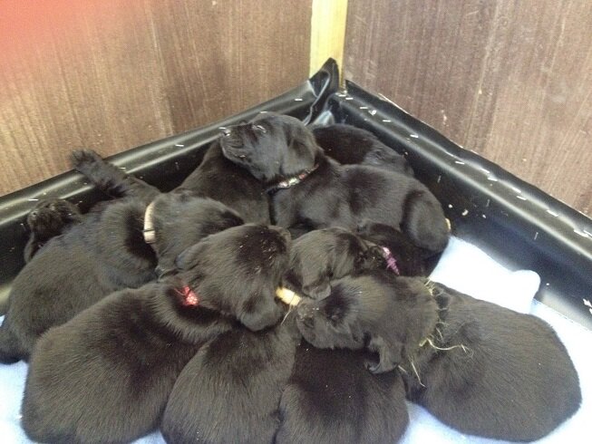 Hundefutter - http://t.co/NTsJxR5lJ0
