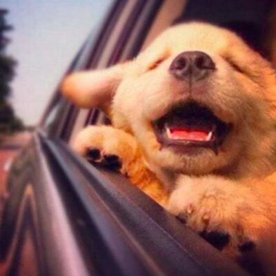 犬でボケるbot 吉田沙保里https T Co Paqbt3kkhr