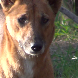 Who's afraid of the big bad dingo?