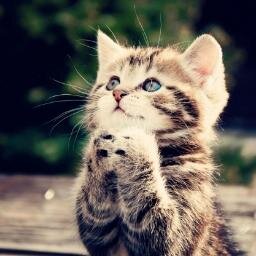 Todos los animales monos que puedas encontrar, estarán en esta cuenta de Twitter.