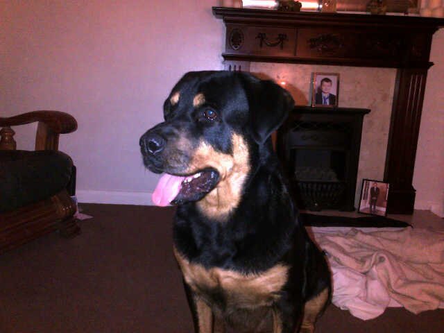 Boxing and martial arts fanatic. Ex martial arts instructor. Big darts fan also. Keen dog lover.
