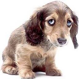 I_apologise's profile picture. 