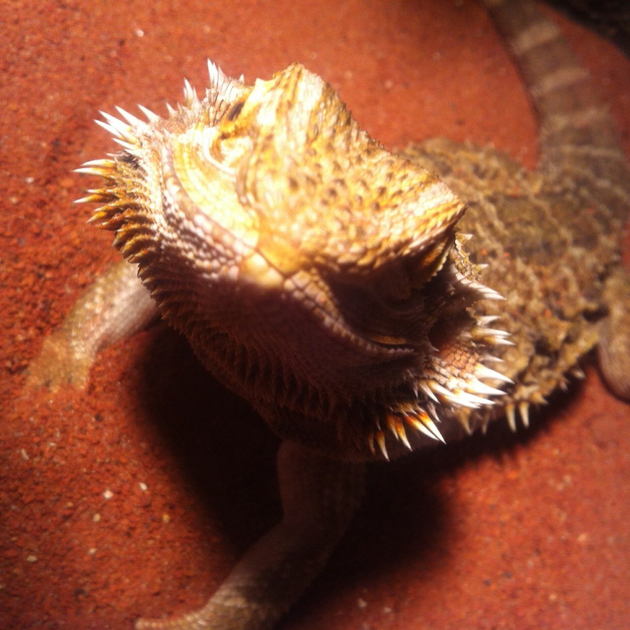 SpykidsG's profile picture. Hi , i love my mom !!
And i'm a pogona !