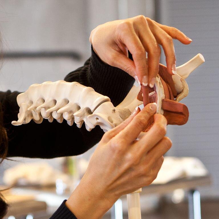 The mission of the Anatomy in Clay® Centers is to empower self-discovery in each of us by forming anatomy with our own hands.