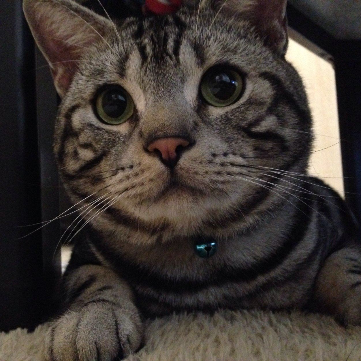 兵庫に住んでます。まこにいと申します。写真は家で飼ってる猫です。リフォロー100％致します。どうぞよろしくお願いします。本垢 @MiyaokaM