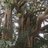 treesurgeon1's profile image