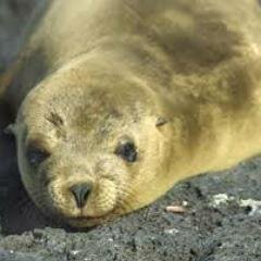 RonisPlays's profile picture. 