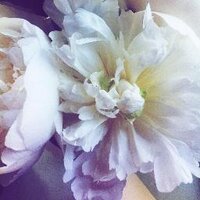 Avalon Flowers (@avalonflowers) Twitter profile photo