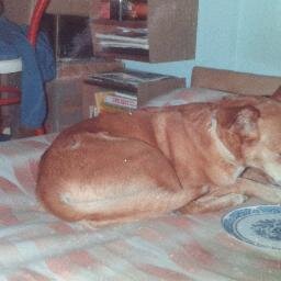 fundacion protectora de animales