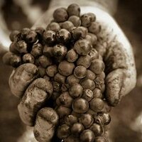 de Burgh Wine Merchants (@deburghwines) 's Twitter Profile