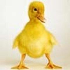 vitingtervoort's profile picture. Правильный путь,один.