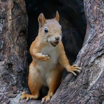 bustin nutz friskysquirre1 twitter