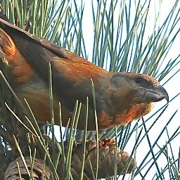 Went to Bough Beech, started Birdwatching.