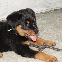 Amo cachorros!!