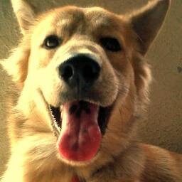 Guau guau I'm Dog :3
