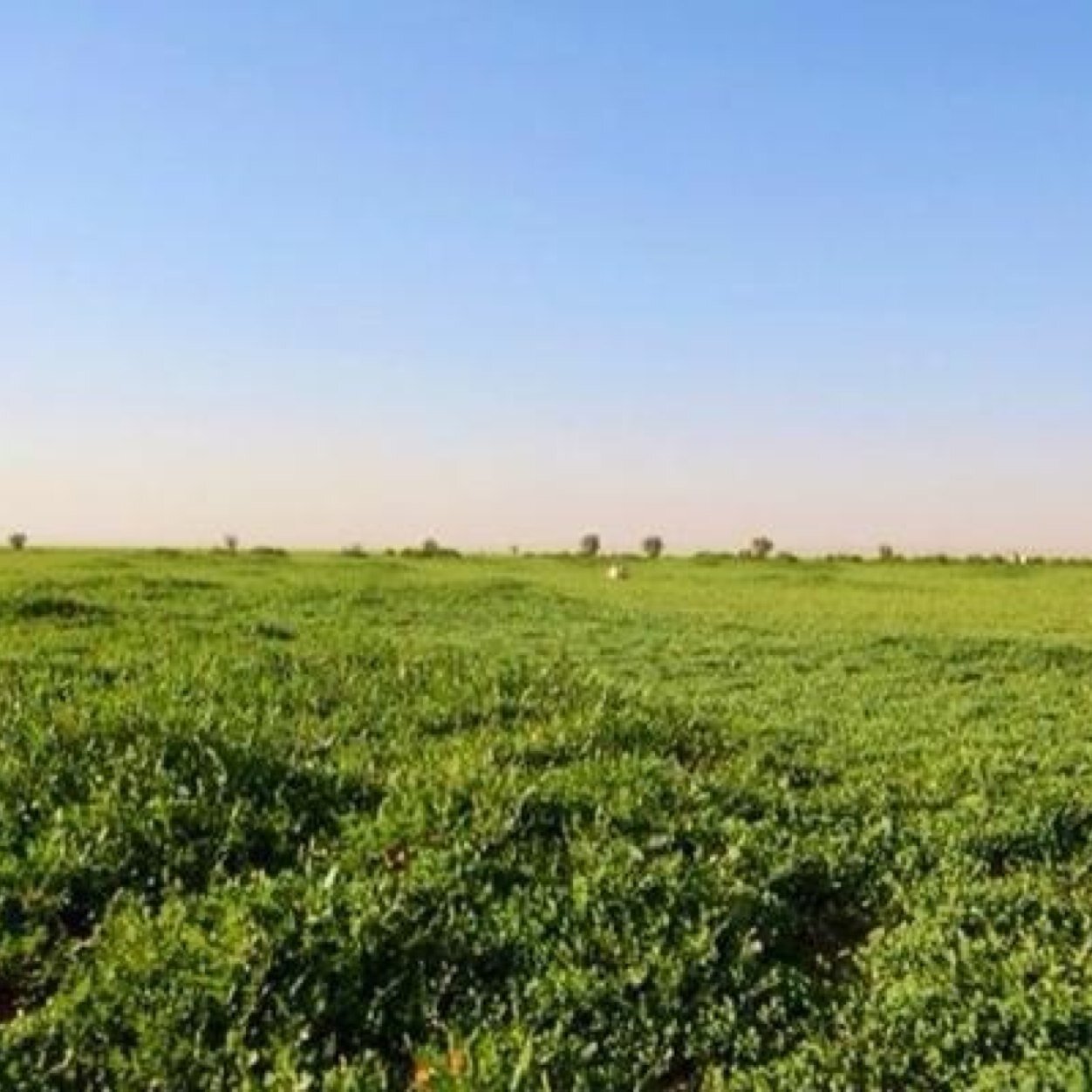 !!! شاب العمر ٢٦حنطي وسيم شوي ابحث عن شايب يكون سالب عمره فوق 48سنة@@@@على الخاص@@@