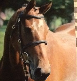 Enthusiastic breeder and producer of  quality warmblood sport horse showjumpers