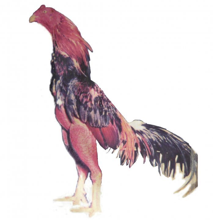 ayam_jogja's profile picture. 