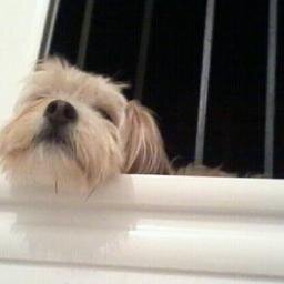 njeridi1's profile picture. tunisiene