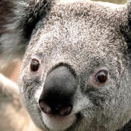 ZAINOS3's profile picture. tell me if u need edit or gfx GT.Luxy twistt