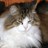 mcthecat's profile image