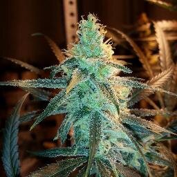 We are a Medical Marijuana Dispensary located in Colorado Springs. Our passion is bringing you a wide variety of strains, hashes, edibles and much more.