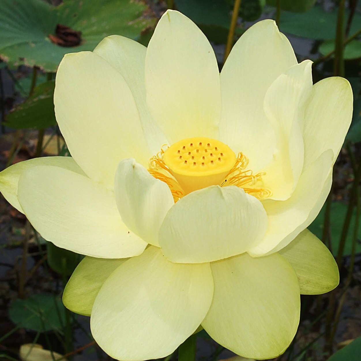 I believe in 'Ahimsa' (non-violence). Socrates, Gandhi and Martin Luther King were men of great conscience. We can ignore Jesus and Buddha at our own peril.