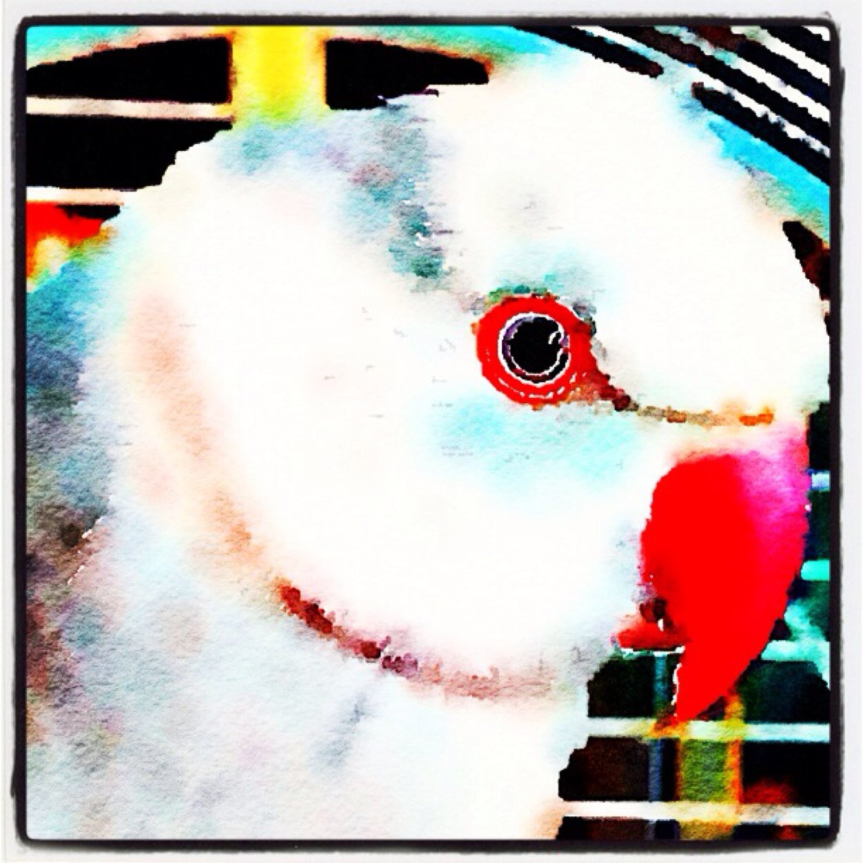 Loveインコ♡