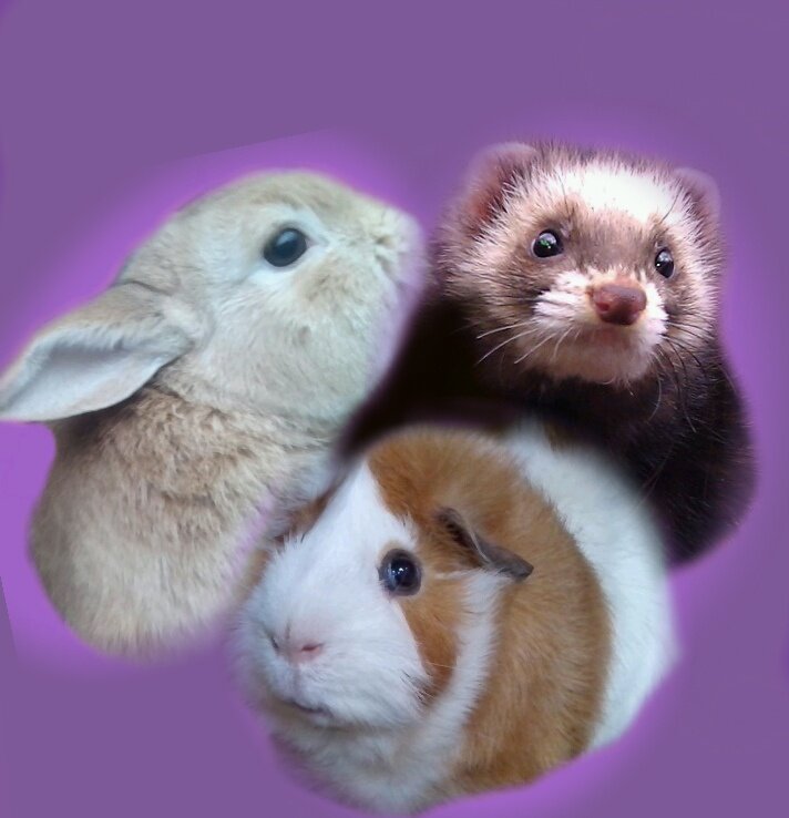 Guinea pigs,Rabbits. on Twitter: "Sadly Arther passed away today. I