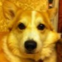 Corgi Rex(@GuidinoGuidone) 's Twitter Profile Photo