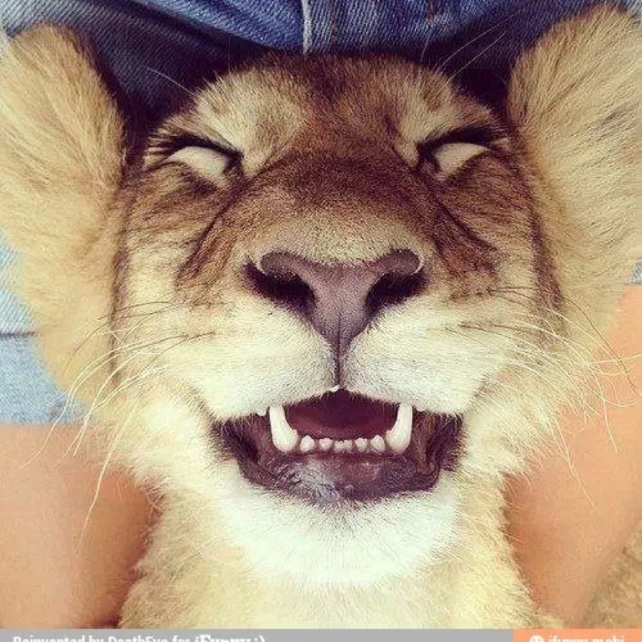 AiMzxJOKERx_eli's profile picture. 14 crazy, gamer,Xbox 360 and one, loves lions,  goes to milfordschools, awesome,& everybody likes him