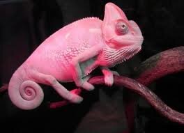 I'm just a gay chameleon tryna spread positivity in this jungle we call the world BASED PRETTY BITCH