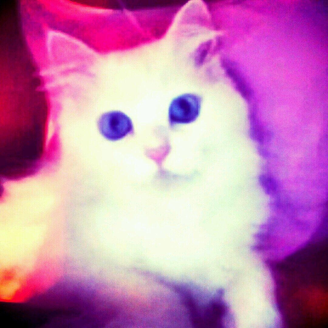 Educated somehow, cat lover 🐈, foodie and trying to lose weight 🤦