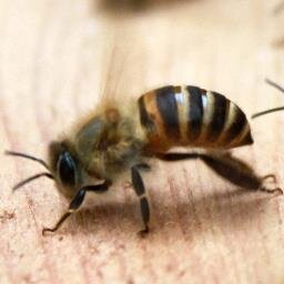 If I describe myself in 3 words... Education, honeybees and camera :)