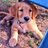 Coppellpups's profile image