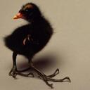 Marc Cox - @brainchilddxb - Twitter