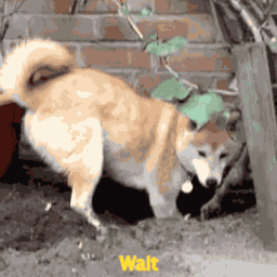 Dogenewsnet's profile picture. 