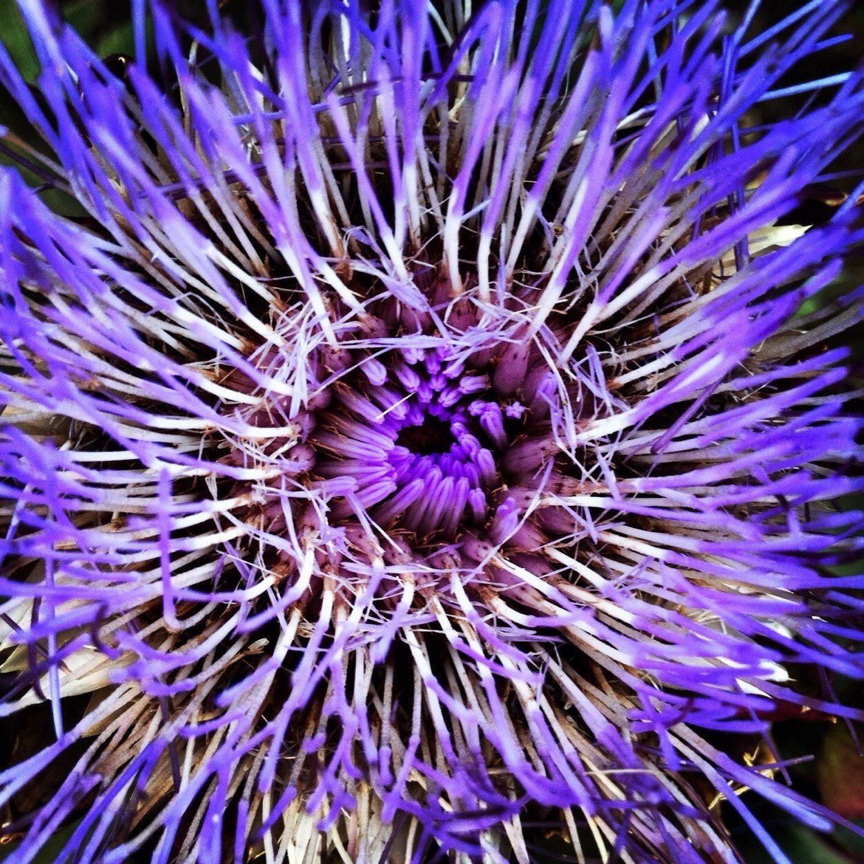 shannon_estates's profile picture. Horticultural Consultant. Interior Landscape Architect. Gardener. Permaculturalist. House/Office Plant Specialist #greeneroptions